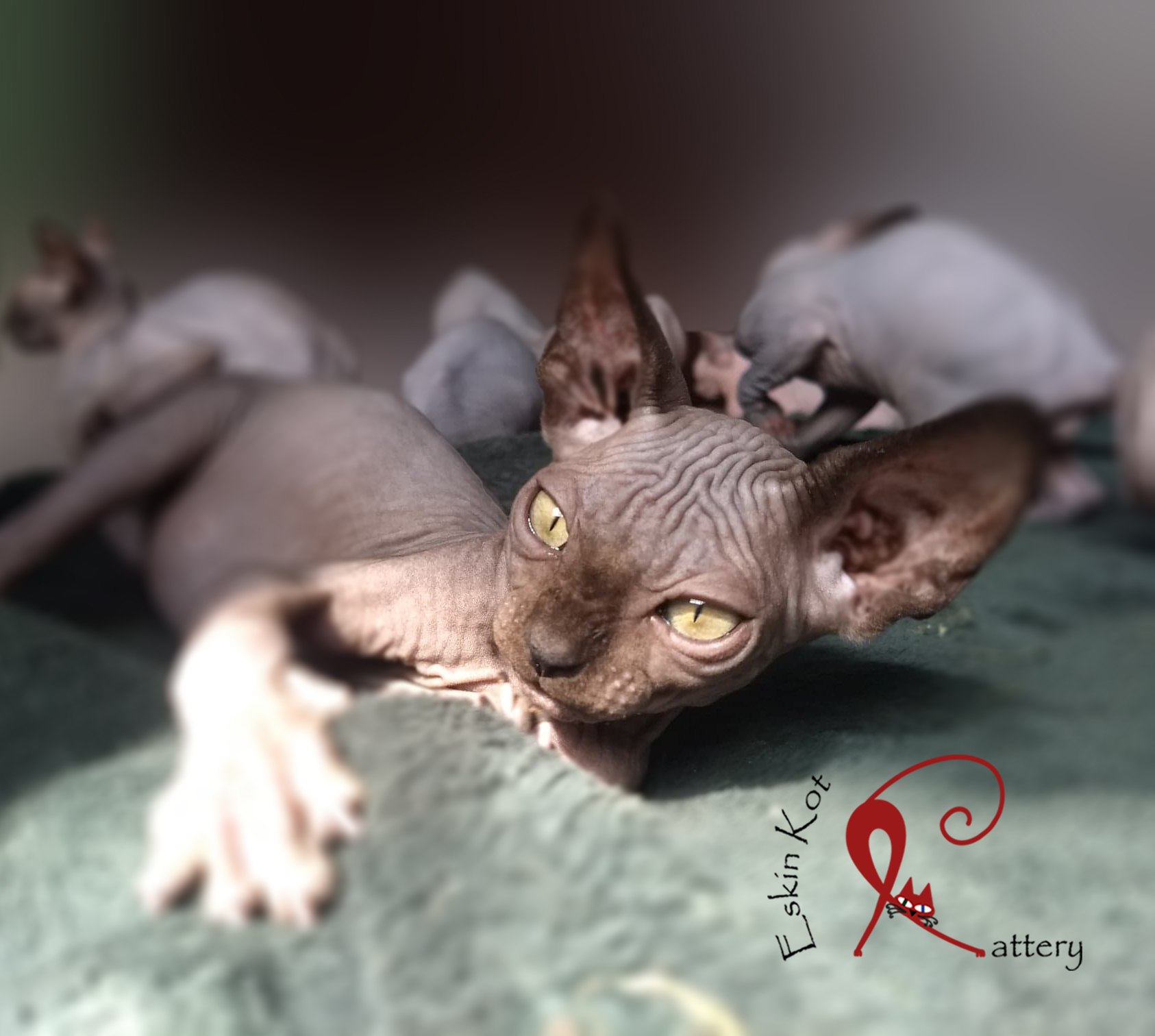 EskinKot Cattery gatos sphynx gtao negro en el sol