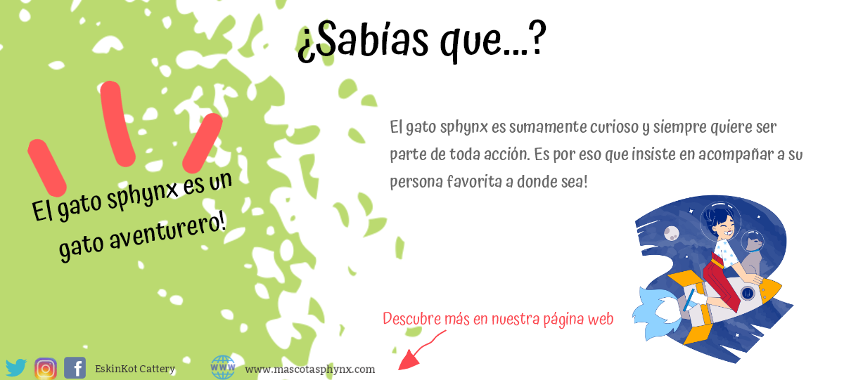 Caracteristicas gato sphynx EskinKot Cattery: el gato sphynx es aventurero