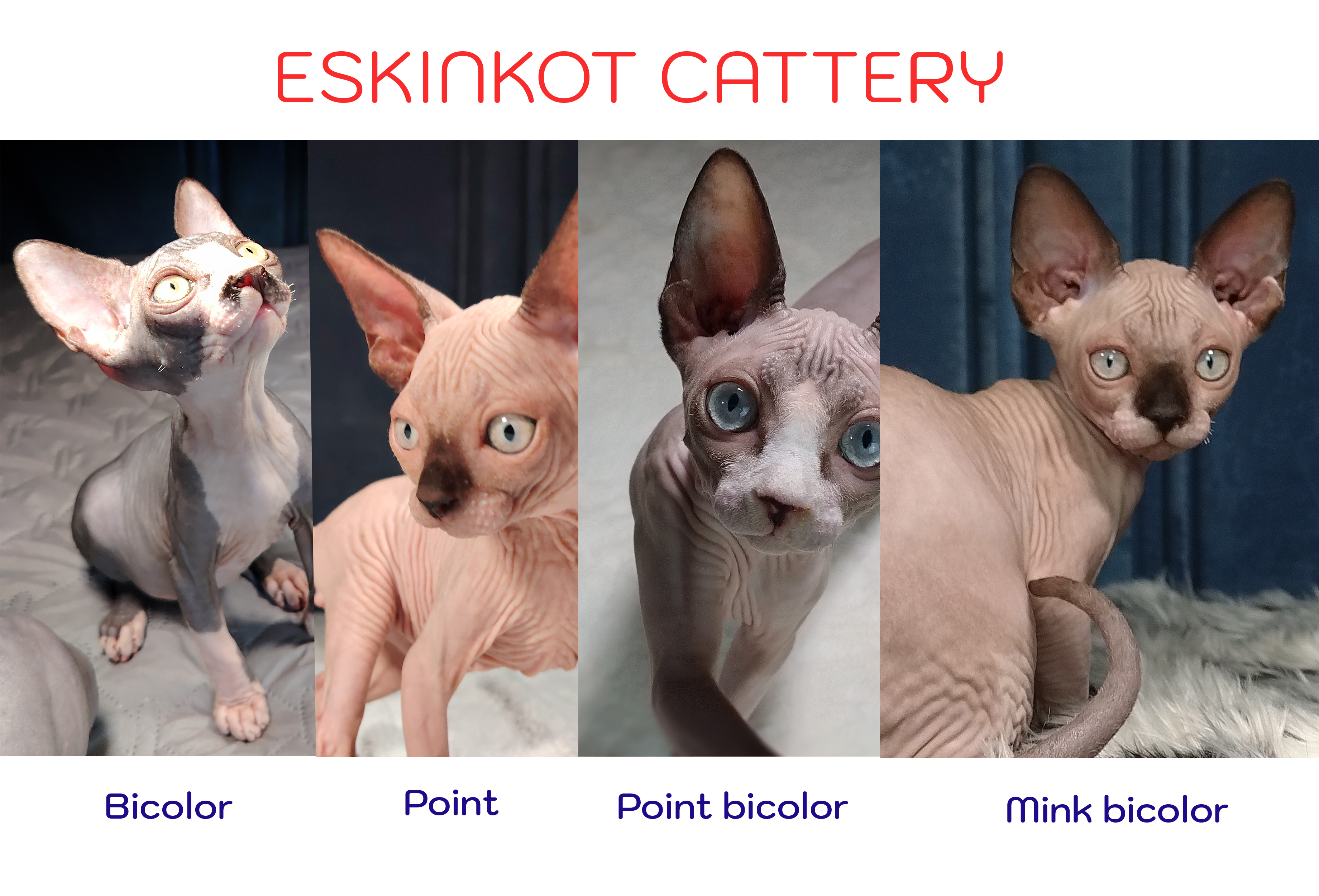 Gato esfinge colores bicolor o arlequin point y mink