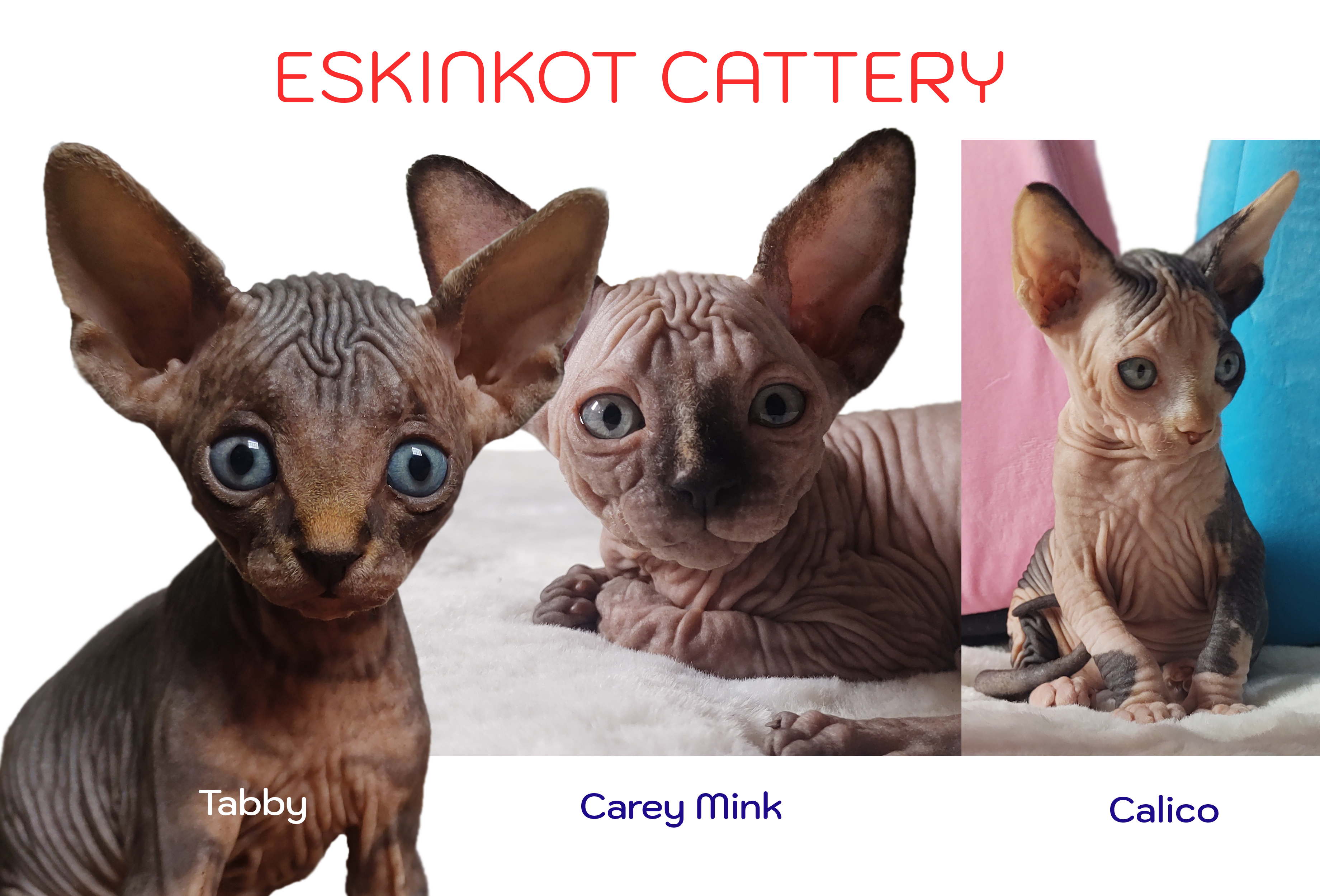gato esfinge colores tabby o rayado carey mink y calico