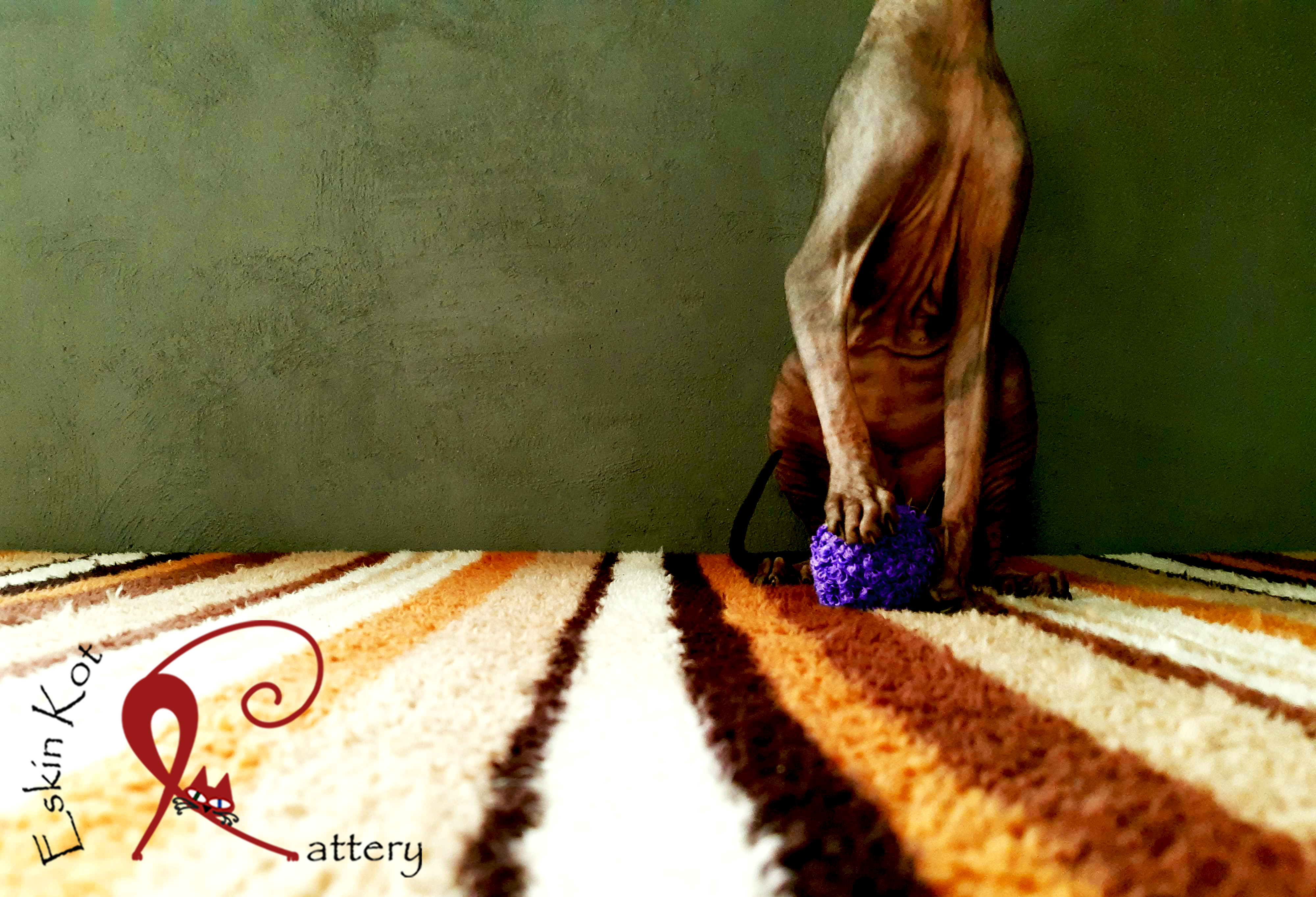 EskinKot Cattery Gato Sphunx jugando con pelota