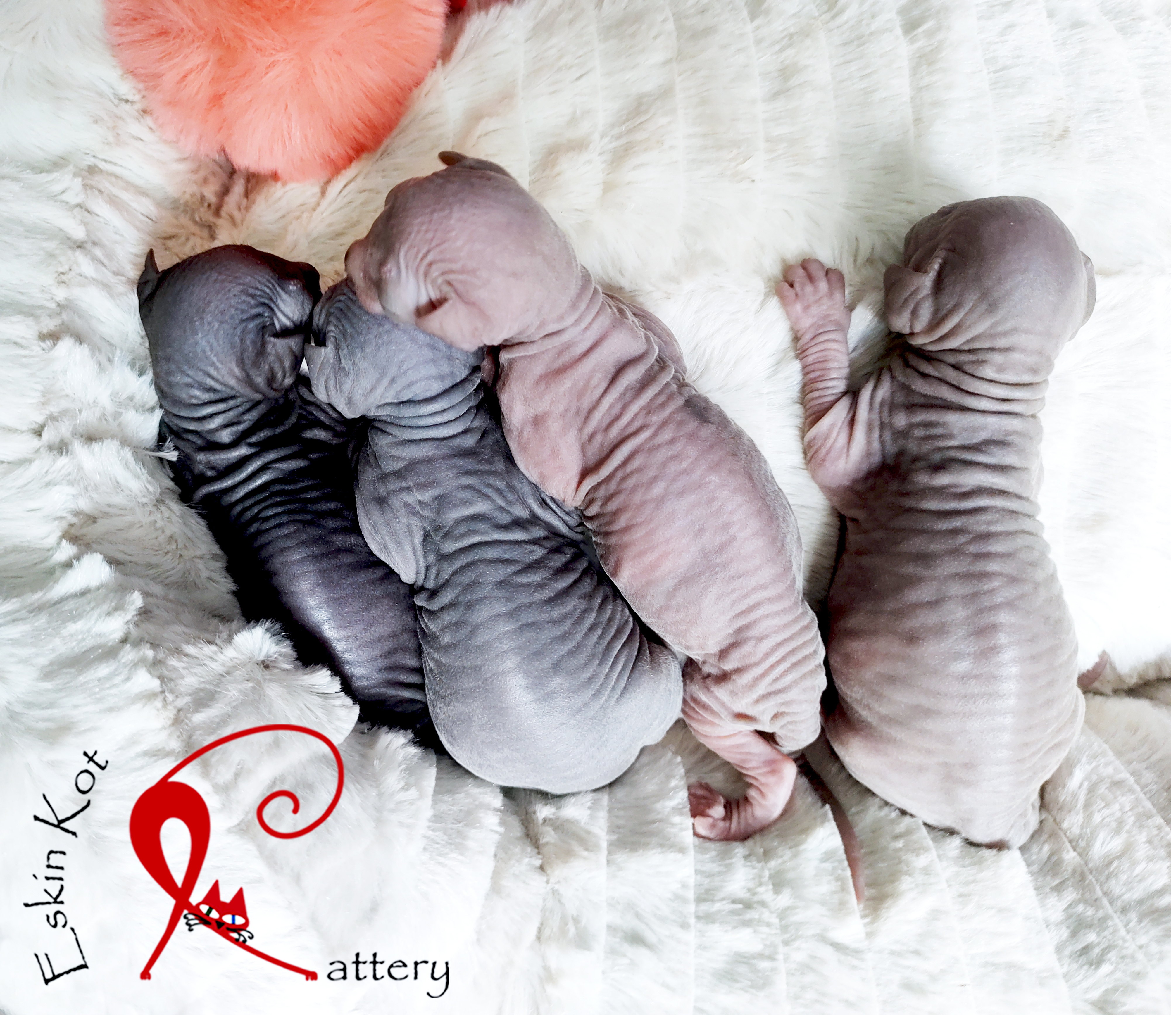 EskinKot Cattery gatitos sphynx lila