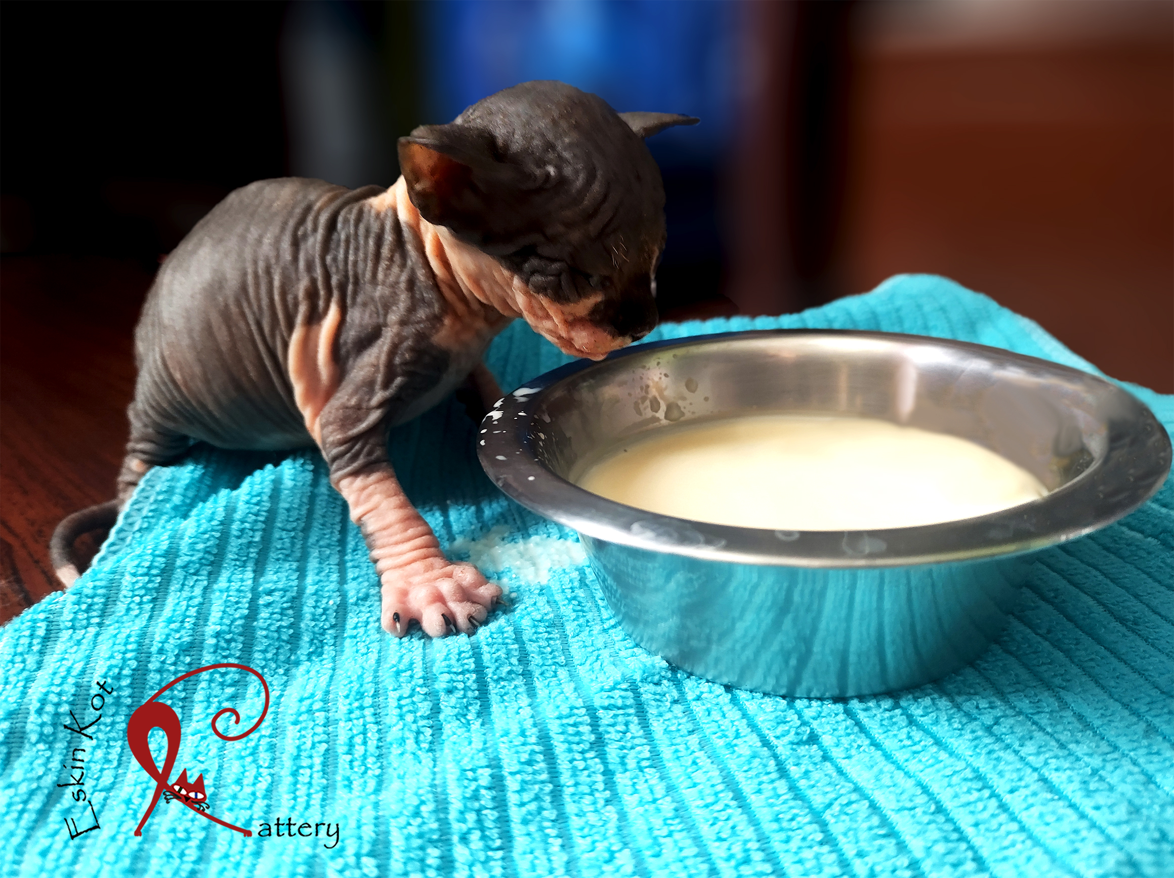 Gato sphynx EskinKotCattery bebe sphynx tomando leche