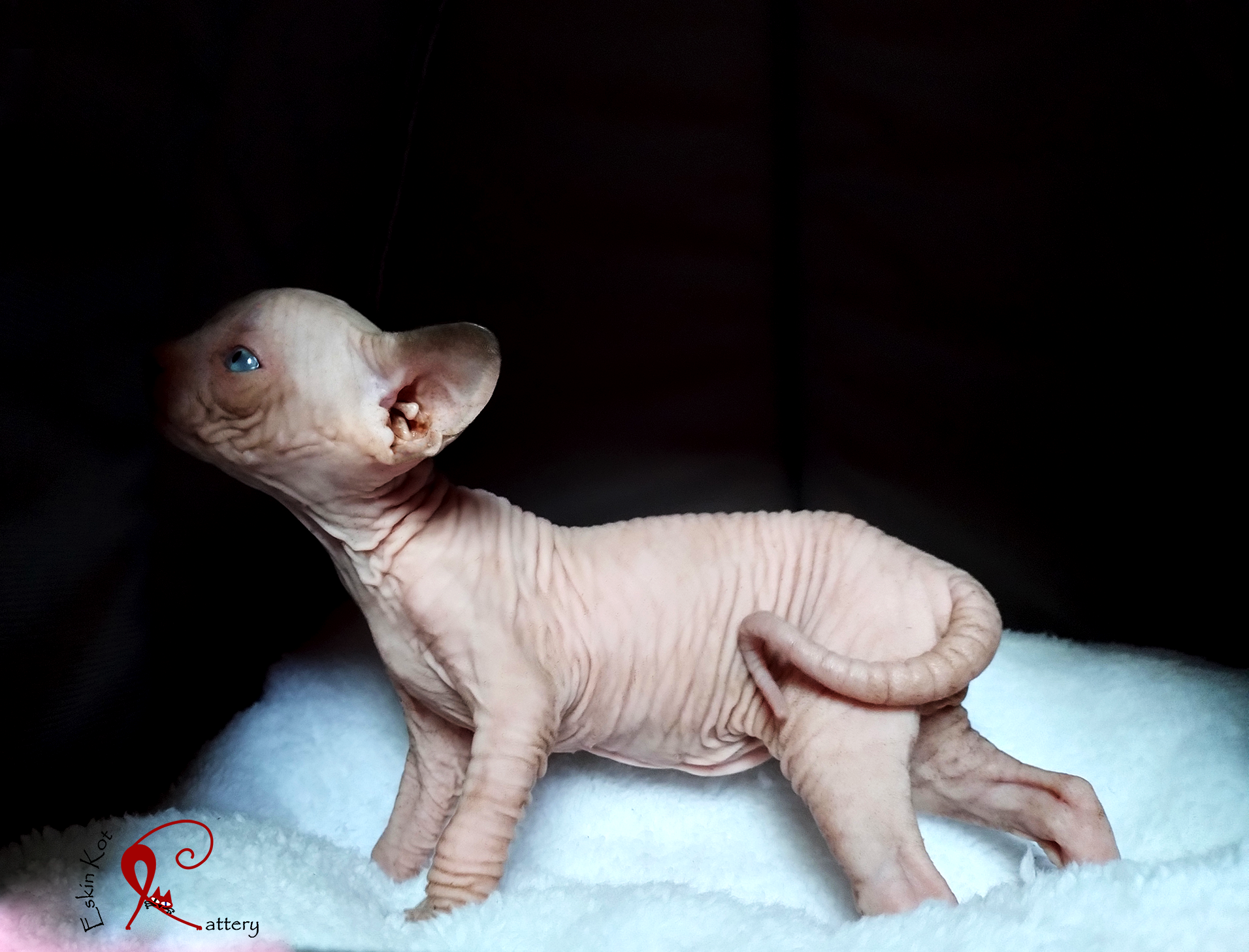 Gato sphynx EskinKotCattery gato ojos azules