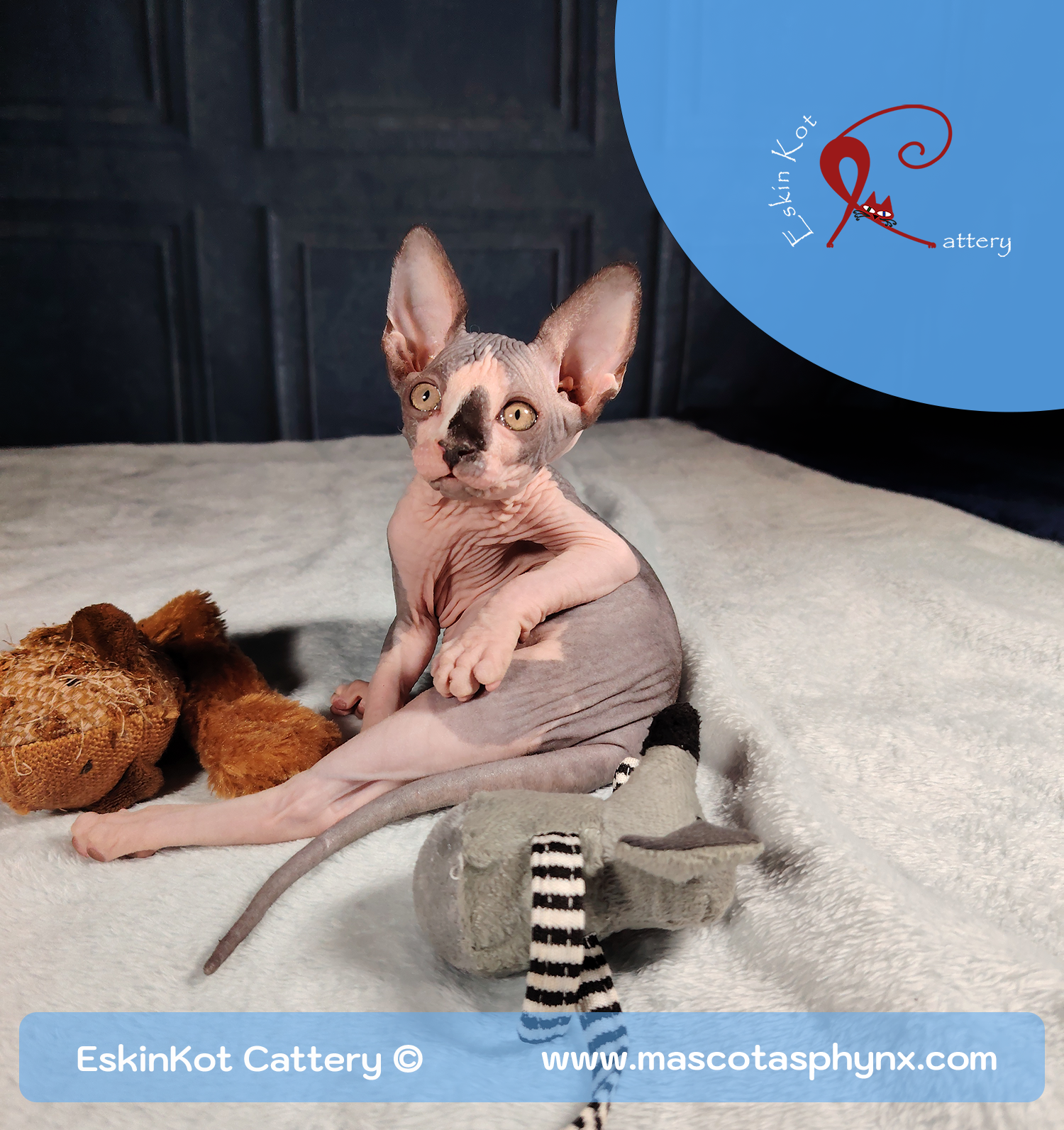 12 Razones por las que ...