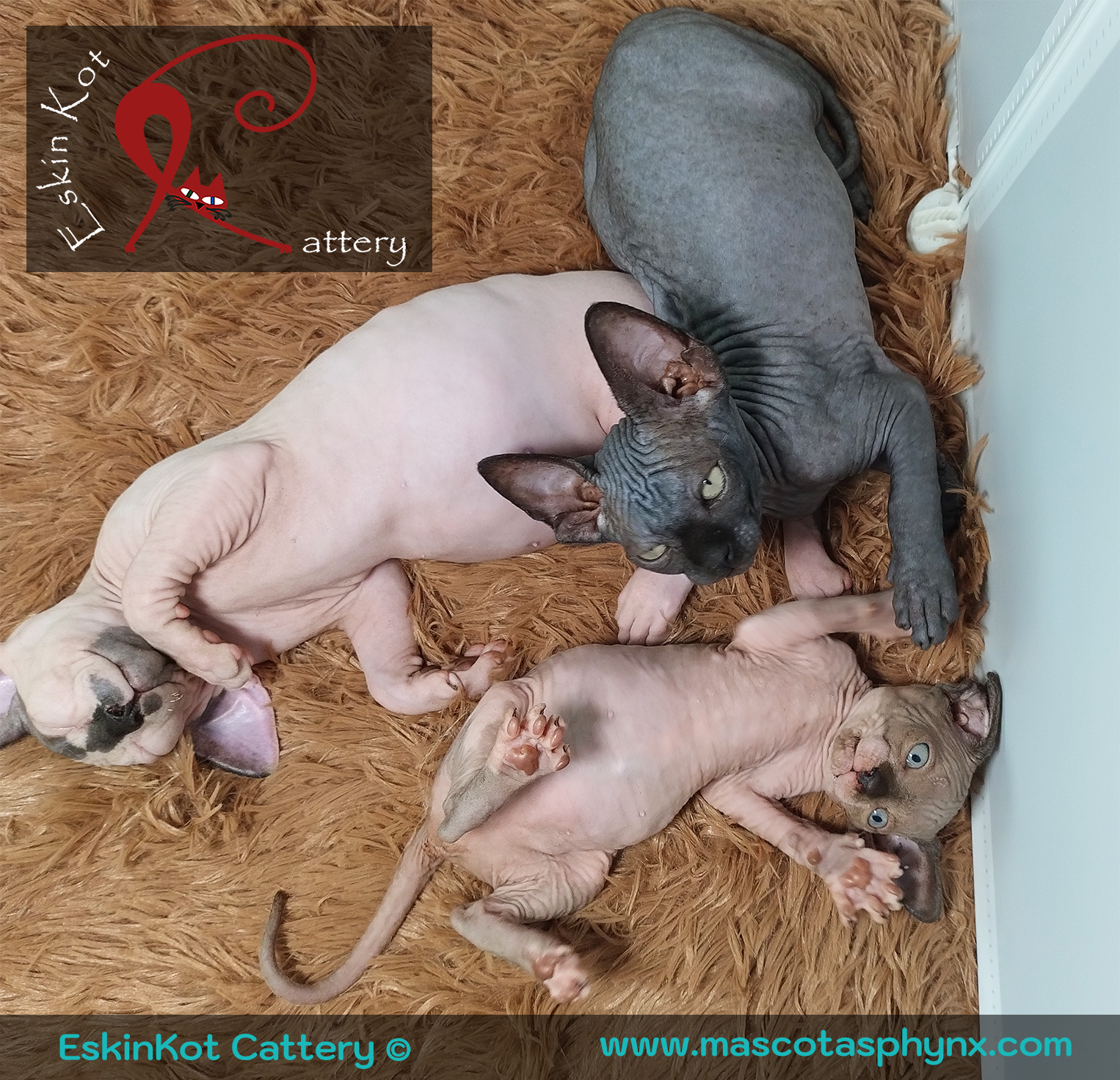 Gato sphynx EskinKot Cattery varios gatos acostados