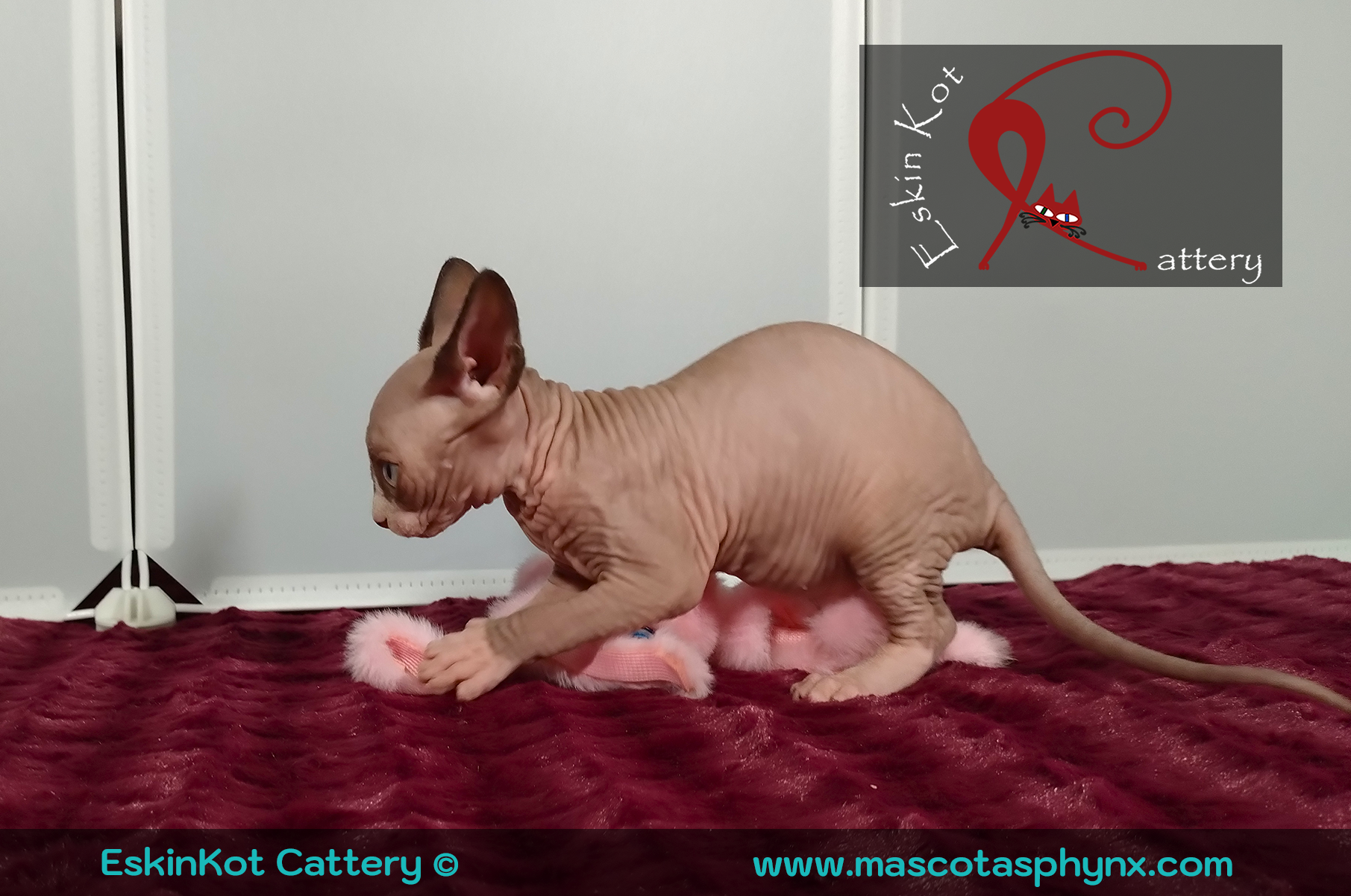 Gato sphynx EskinKot Cattery Gatito sphynx corriendo y jugando