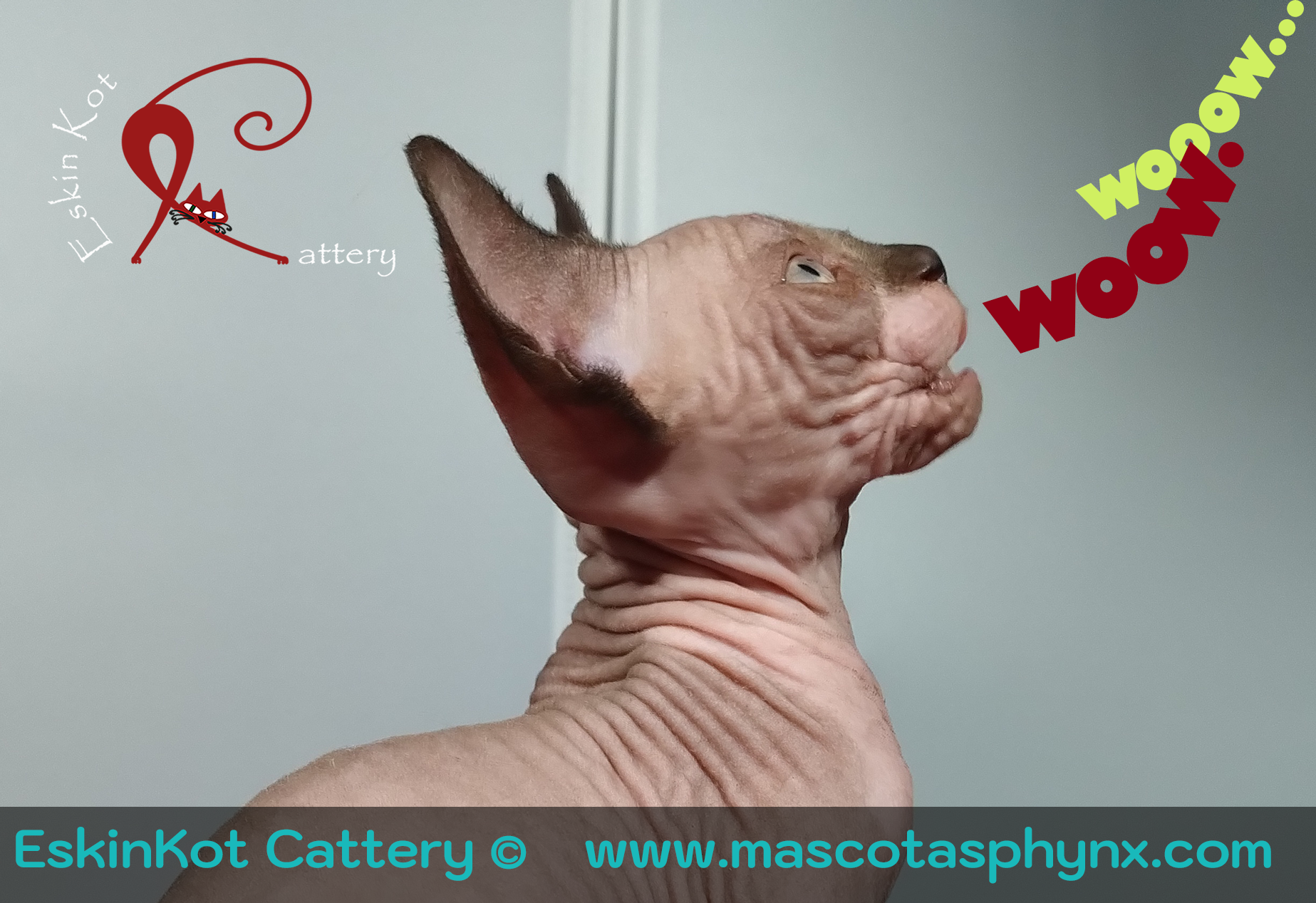 Gatos sphynx: la ...