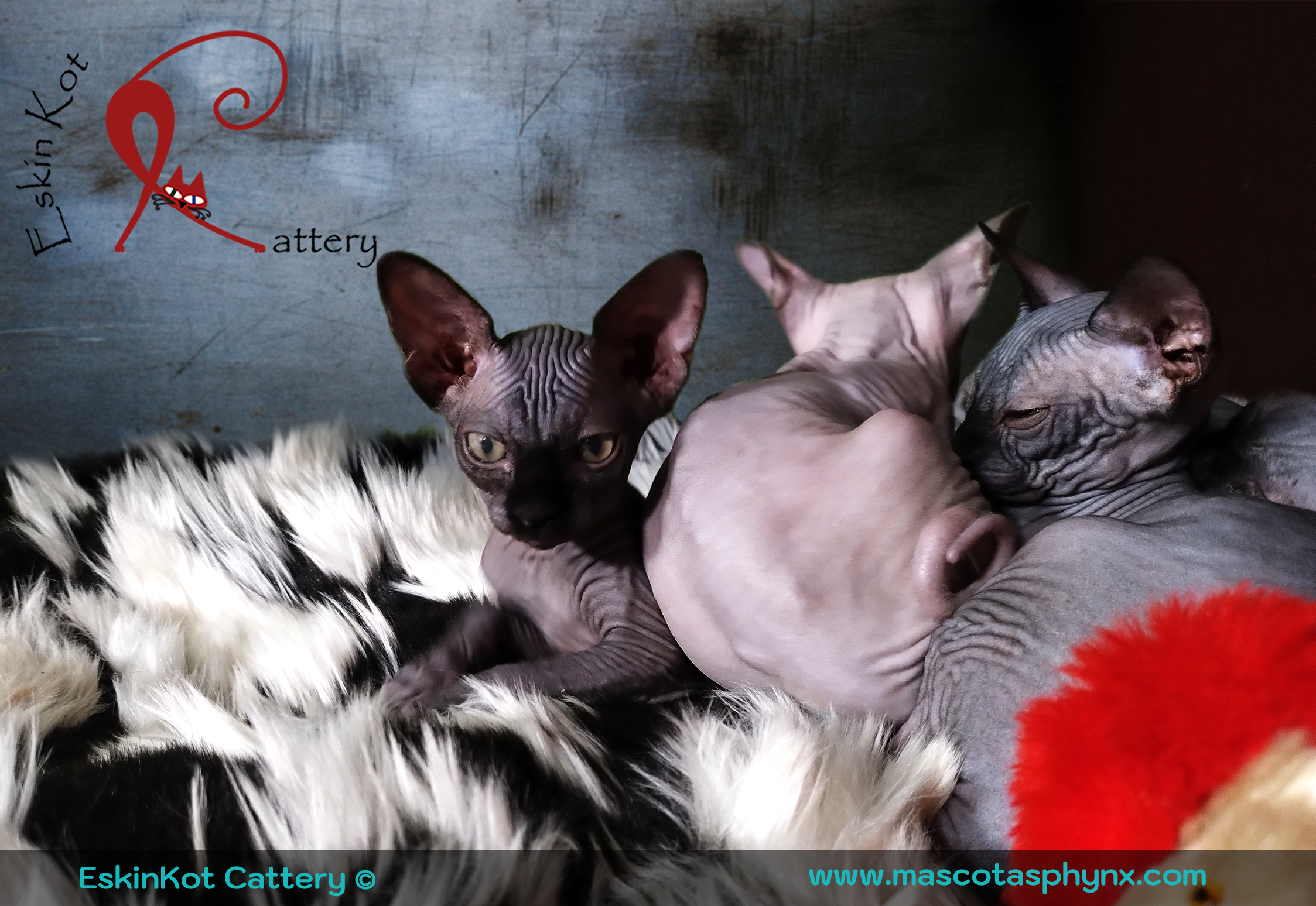 Gato sphynx EskinKot Cattery color negro y lila