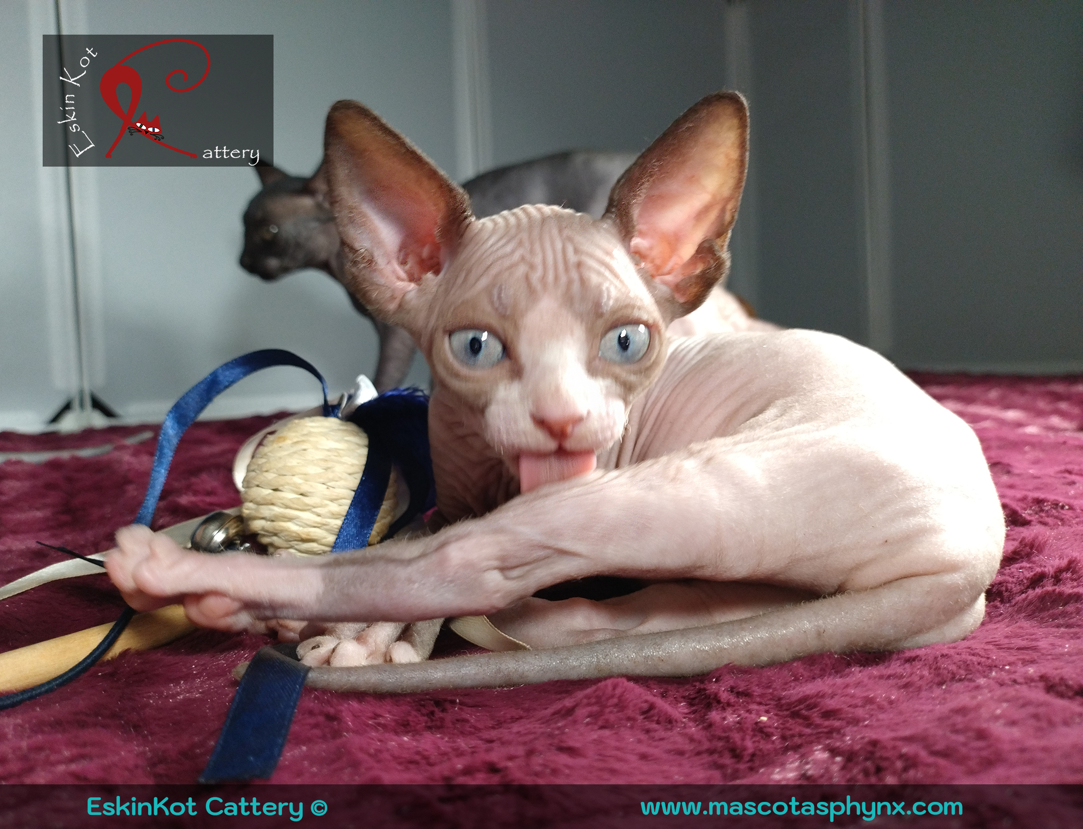 Gato sphynx EskinKot Cattery gato sphynx que se lame la pata