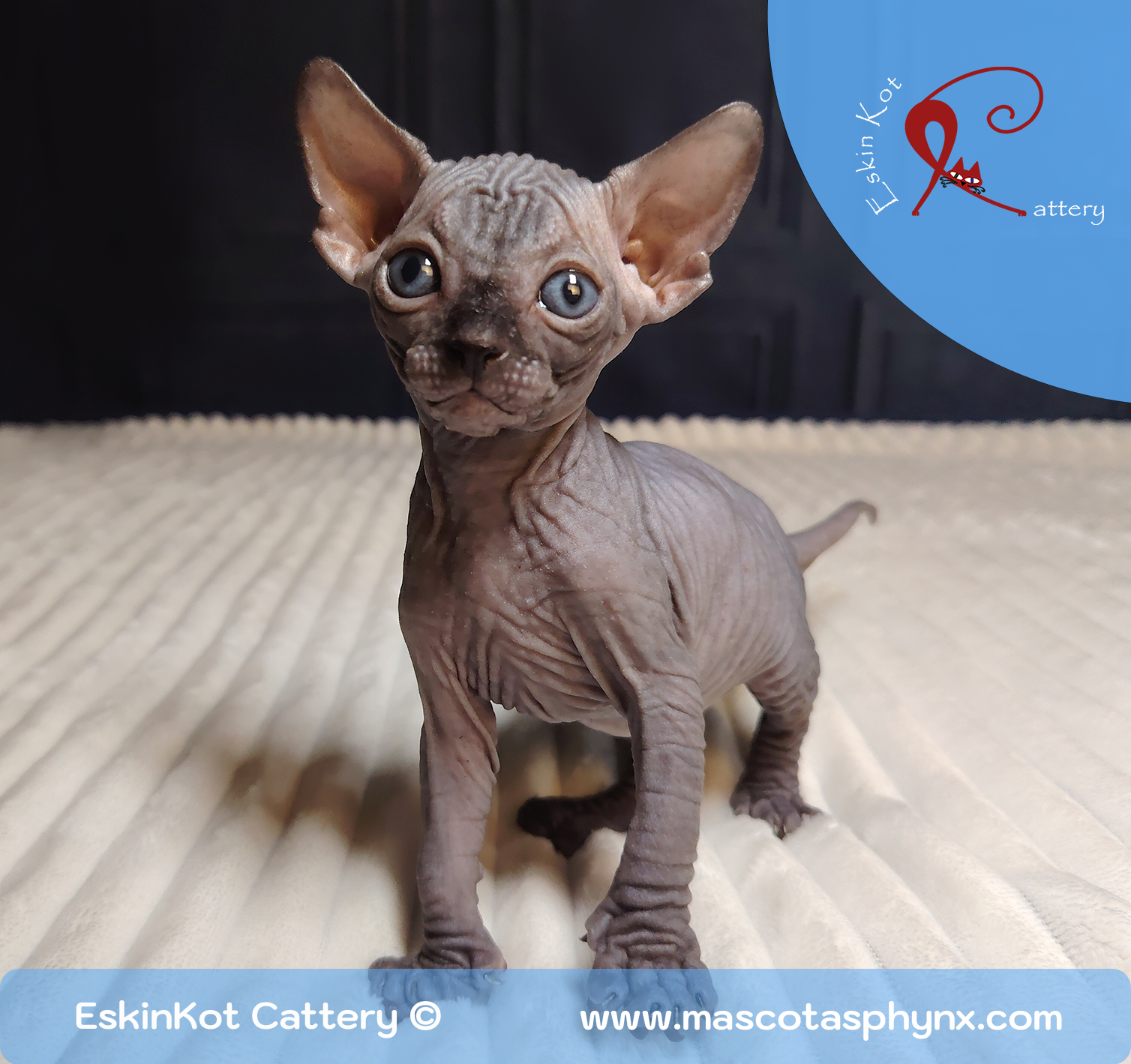 Gato sphynx EskinKot Cattery gato sphynx de color chocolate parado sobre  alfombrilla blanca