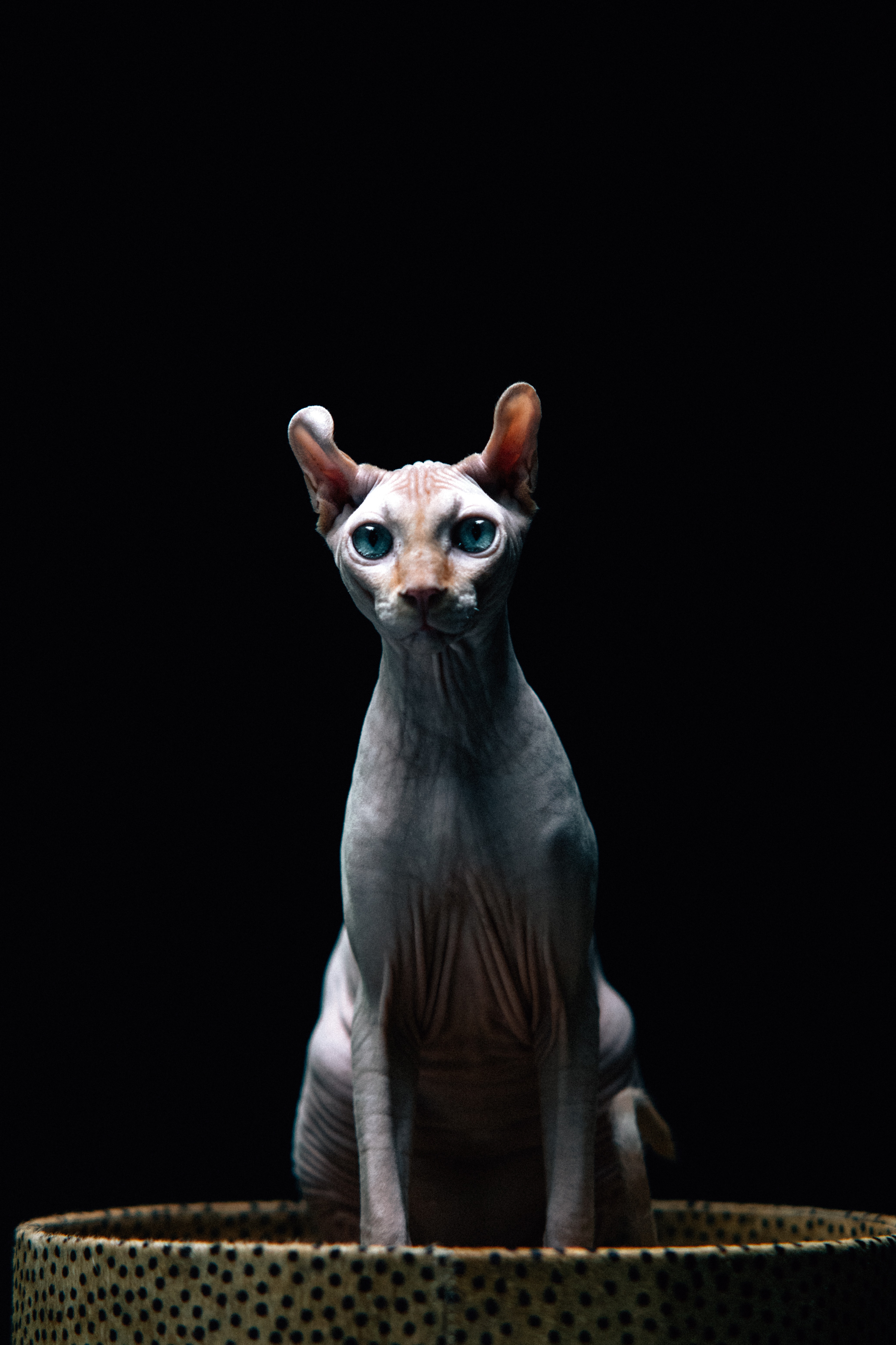 gato elfo