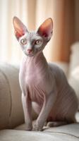 ¿Cuánto cuesta un gato Esfinge? Guía de precios 2026 y claves para elegir un gato Sphynx de alta calidad en México y Costa Rica