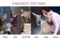 Gato Sphynx: colores, patrones y el secreto para mantener su piel radiante