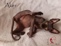 Cuidados del gato sphynx