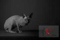 Sphynx: Piel perfecta!